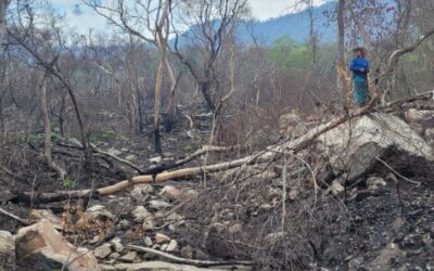 Antes do fogo: lembranças d’um Pantanal em meio às queimadas