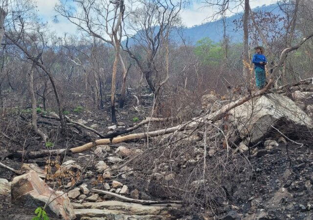 Antes do fogo: lembranças d’um Pantanal em meio às queimadas